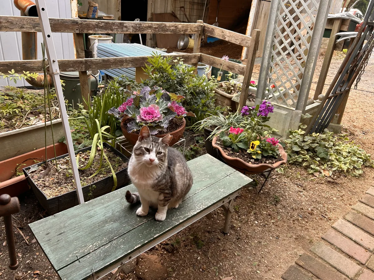 ベンチに座る猫