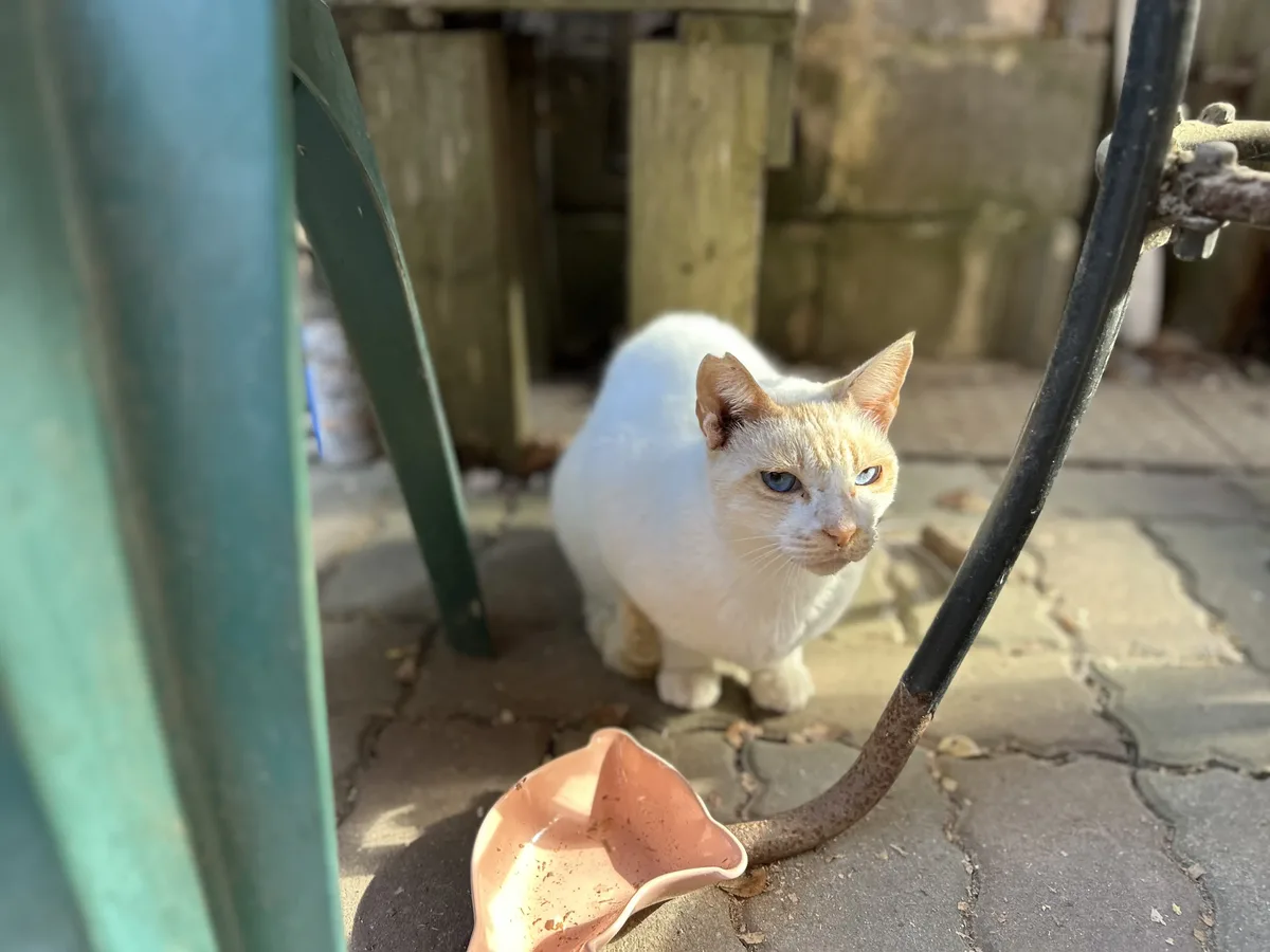 白い猫