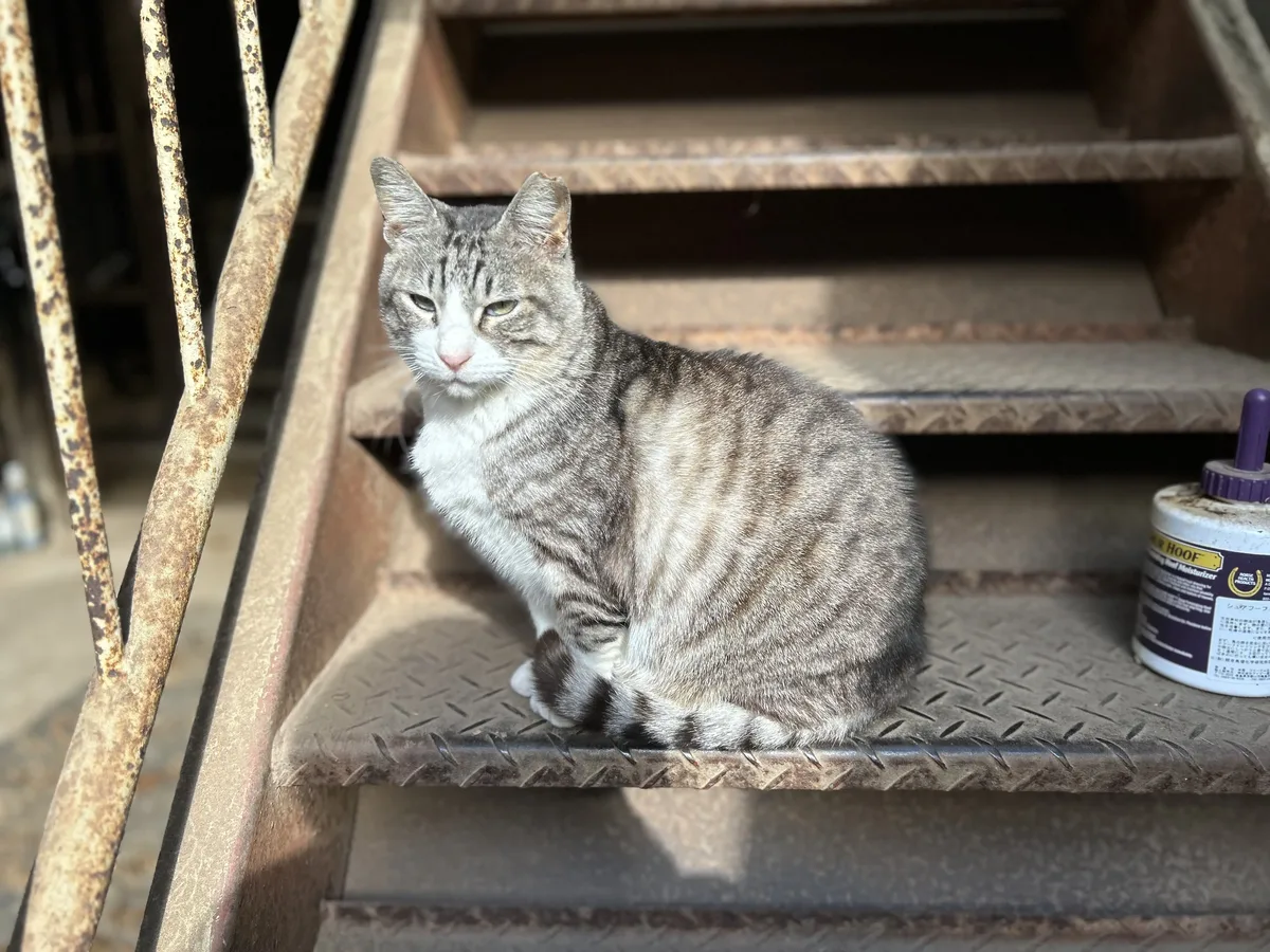 階段に座る猫